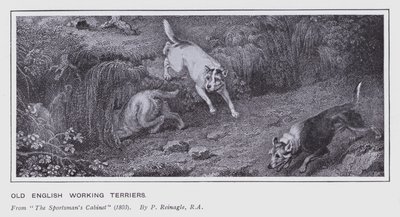 Old English Working Terrier (litho) av Philip (after) Reinagle