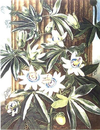 The Blue Passion Flower, graverad av Caldwell, från "The Temple of Flora" av Robert Thornton, pub. 1800 (färgad gravyr) av Philip (after) Reinagle