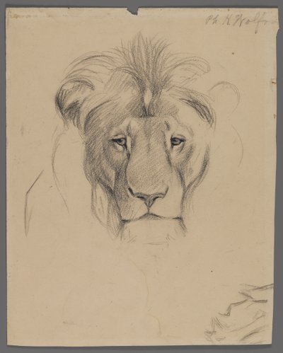 Huvud av ett lejon (grafit på papper) av Philip H. Wolfrom