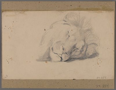 Huvud av ett sovande lejon (grafit på papper fäst på fönstermattan) av Philip H. Wolfrom