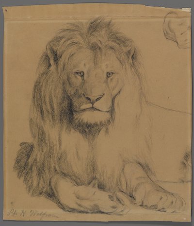 Lejon (grafit på papper) av Philip H. Wolfrom