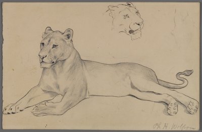 Sittande lejoninna (grafit och bläck på papper) av Philip H. Wolfrom