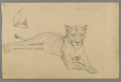 Sittande lejoninna (grafit på papper) av Philip H. Wolfrom