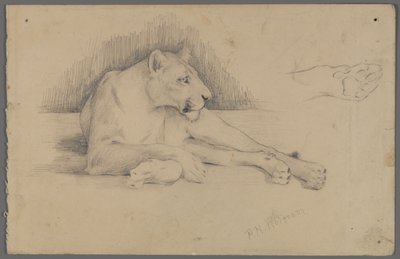 Sittande lejoninna (grafit på papper) av Philip H. Wolfrom