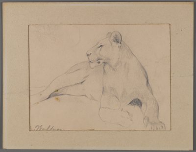 Sittande lejoninna (grafit på papper fäst på fönstermattan) av Philip H. Wolfrom