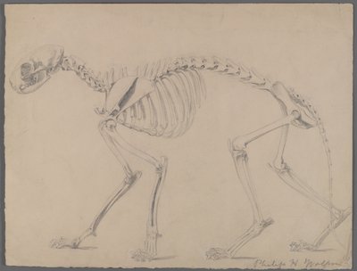 Skelett av en katt (grafit på papper) av Philip H. Wolfrom