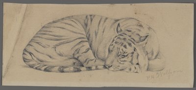 Sovande tiger (grafit på papper) av Philip H. Wolfrom