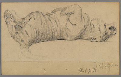 Sovande tiger (grafit på papper) av Philip H. Wolfrom