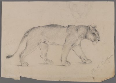 Striding lejoninna (grafit på papper) av Philip H. Wolfrom