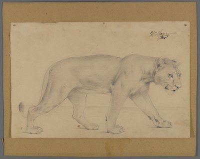 Striding lejoninna (grafit på papper monterad på kartong) av Philip H. Wolfrom