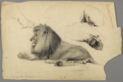 Studier av ett lejon (grafit och träkol på papper) av Philip H. Wolfrom