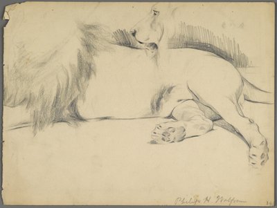 Studier av ett lejon (grafit på papper) av Philip H. Wolfrom