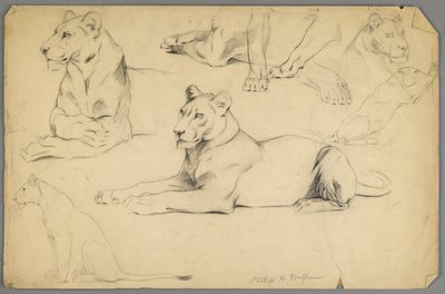Studier av en lejoninna (grafit och kol på papper) av Philip H. Wolfrom