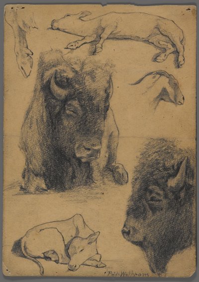 Studier av bison, kalv och get (grafit och bläck på papper) av Philip H. Wolfrom
