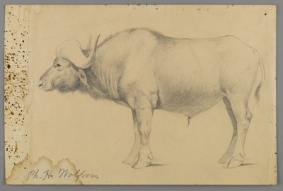 Vattenbuffel (grafit på papper) av Philip H. Wolfrom