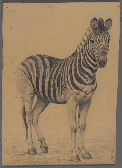 Zebra (grafit på papper) av Philip H. Wolfrom