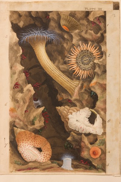 Plåt III, studie för 