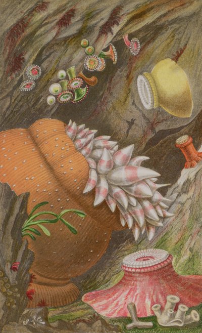 The Crimson Imperial, the Yellow Imperial and the Globehorn, plåt IX från Actinologia Britannica: A History of the British Sea Anemones and Corals, 1860 (chromolitho) av Philip Henry Gosse