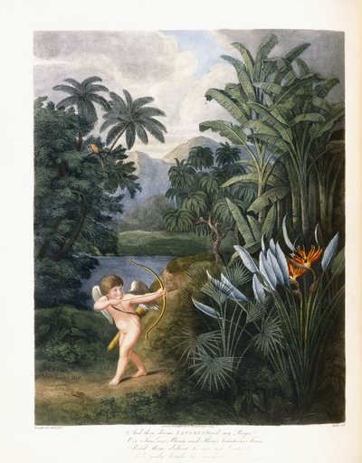 Och så gudomliga Linné, ca 1796-1807 av Philip Reinagle