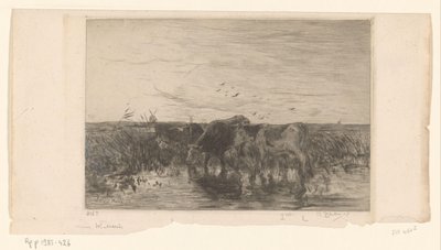Kor nära vatten på en äng Vaches au bord de l