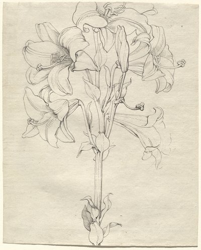 En stjälk av liljor med sex blommor av Philipp Otto Runge