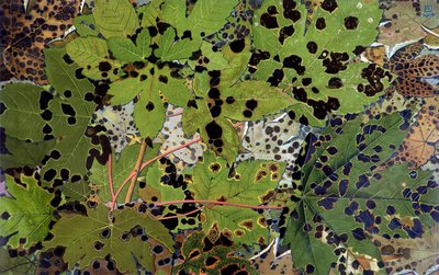 Autumn Leaves, av Philippe Robert, Robert Ried upplagor av Philippe Robert
