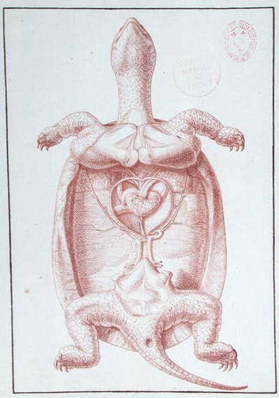 En sköldpadda (penna och bläck på papper) av Philippe Simoneau