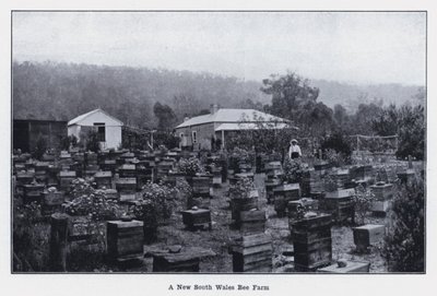 A New South Wales Bee Farm (s/v foto) av Photographer Australian