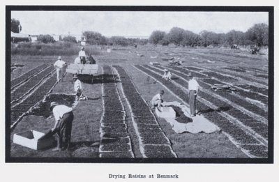 Torka russin på Renmark (s/v foto) av Photographer Australian