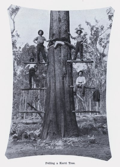 Att fälla ett Karri-träd (s/v foto) av Photographer Australian