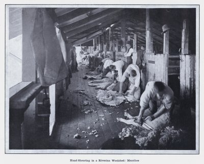 Handklippning i ett Riverina Woolshed, Merribee (s/v foto) av Photographer Australian