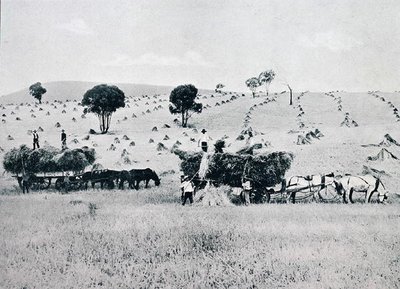 Harvesting, New South Wales, c.1900, från `Under the Southern Cross - Glimpses of Australia