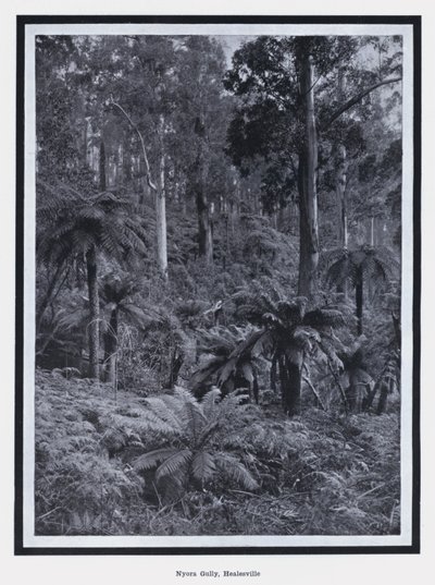 Nyora Gully, Healesville (s/v foto) av Photographer Australian
