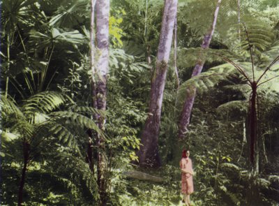 Queensland, Australien: Tropical Jungle (foto) av Photographer Australian