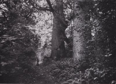 Forest Giants, Stanley Park, Vancouver (s/v foto) av Photographer Canadian