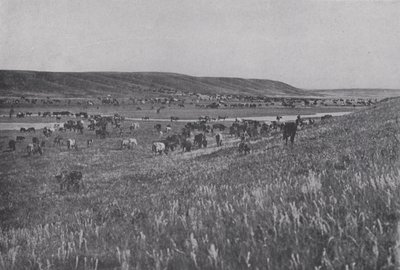 Range Cattle on the Rolling Uplands of Alberta (s/v foto) av Photographer Canadian