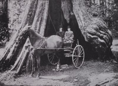 The Big Tree, Stanley Park, Vancouver (s/v foto) av Photographer Canadian