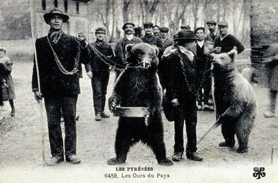 Björnskådespel i Pyrenéerna, ca 1900 (svartvitt foto) av Photographer French