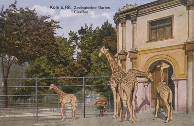 Kölns djurpark, giraffer (foto) av Photographer German