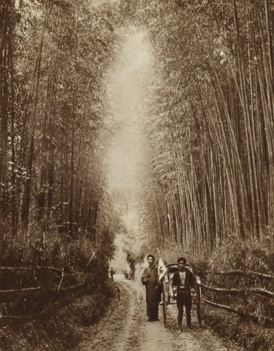 Bamboo Grove, Japan (s/v foto) av Photographer Japanese