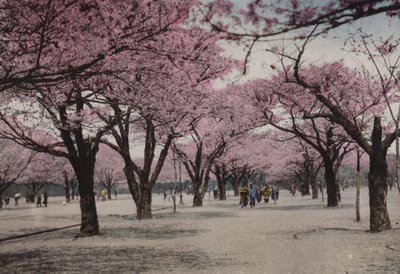 Japan, ca 1912: Körsbärsblomning i Uyeno Park, Tokyo (foto) av Photographer Japanese