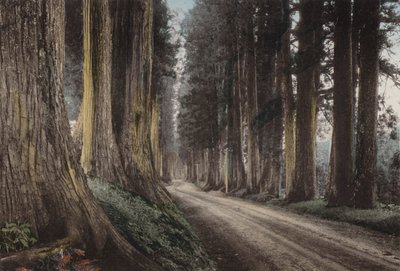 Japan, ca 1912: Cryptomeria Road, Nikko (foto) av Photographer Japanese