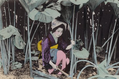 Japan, ca 1912: Enorm myrrabarber, vild växt, Akita (foto) av Photographer Japanese