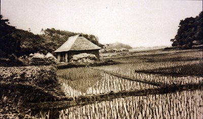 Risfält i Japan av Photographer Japanese