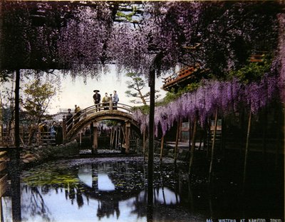 Wisteria i en trädgård i Kameido, ca 1900 (färgfoto) av Photographer Japanese