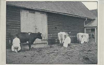 Mjölkande kor, 1910 av Pictorial Agency