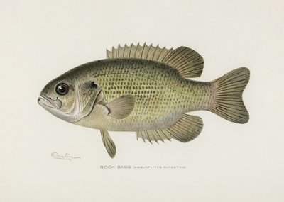 Klippabborre (Ambloplites rupestris) Av Sherman F. Denton (1856–1937) av Pictufy