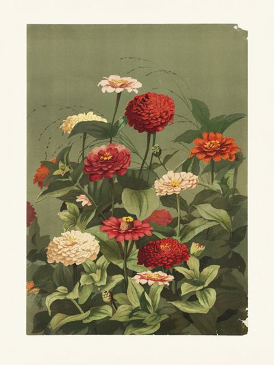 Zinnior av Ellen Thayer Fisher av Pictufy