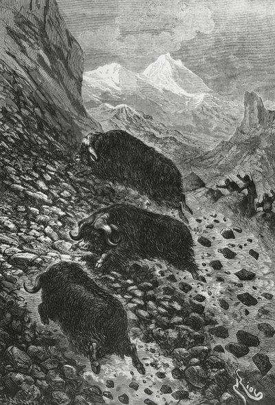 Myskoxar, träsnitt av Edouard Riou (1833-1900) av Blaise Nicolas Le Sueur