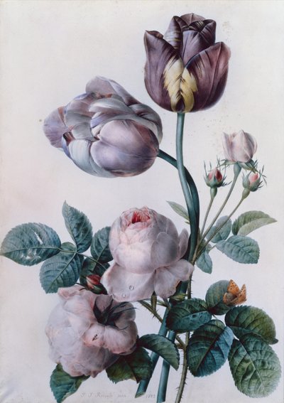 En kålros, två tulpaner, en liten sköldpaddsfjäril, gul äng (akvarell) av Pierre Joseph Redouté
